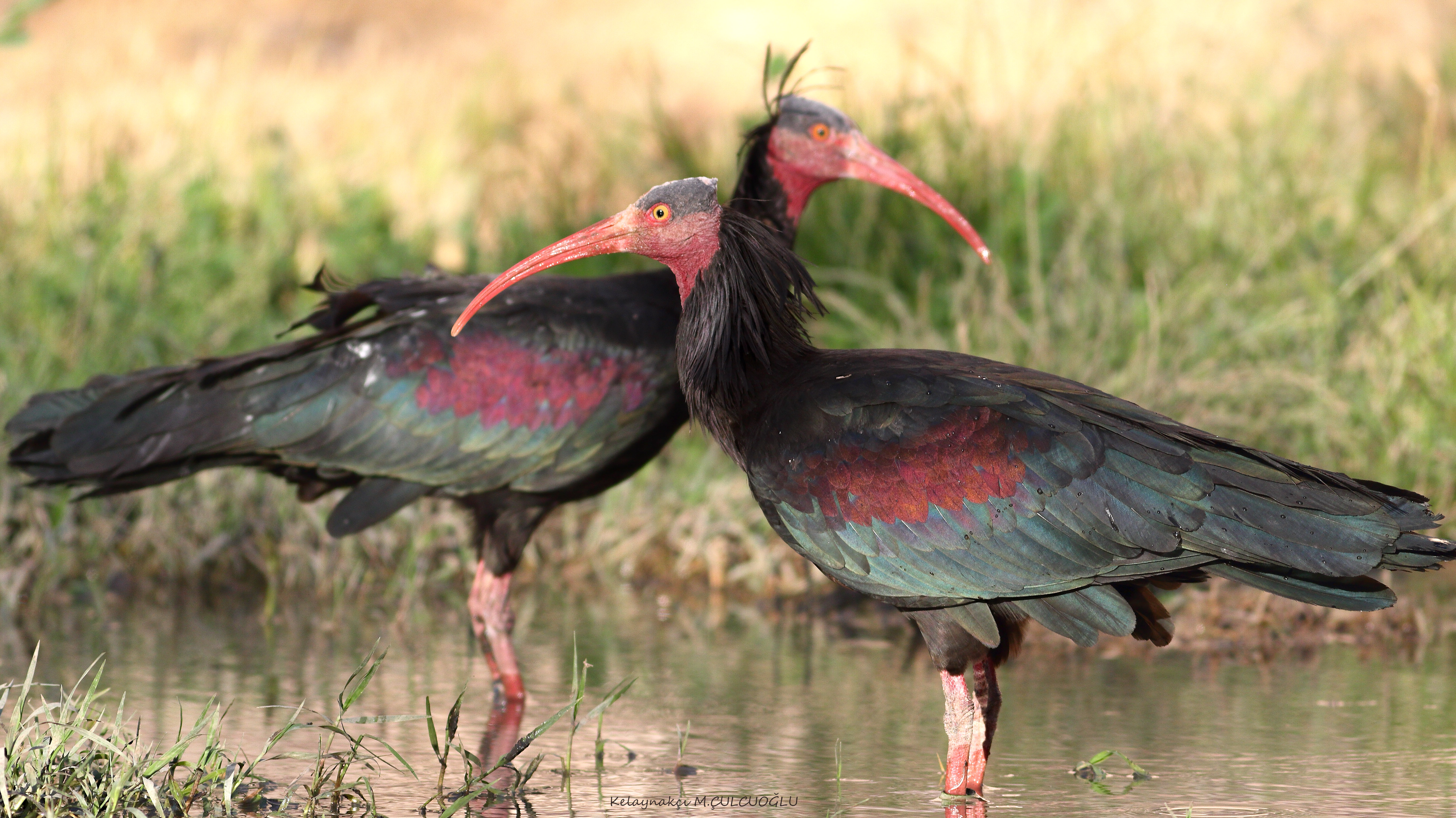 Northern Bald Ibis